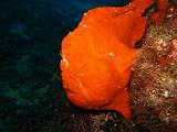 Isla del Coco - 2